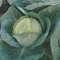 (C) Cabbage Megaton F1 seeds 30s (122523)