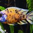 Marco Cichlids Malawi