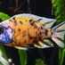 Marco Cichlids Malawi