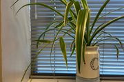 spider plant in ceramic pot