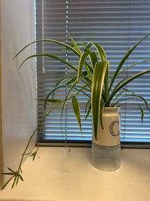 spider plant in ceramic pot