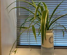 spider plant in ceramic pot