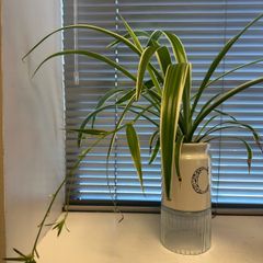 spider plant in ceramic pot