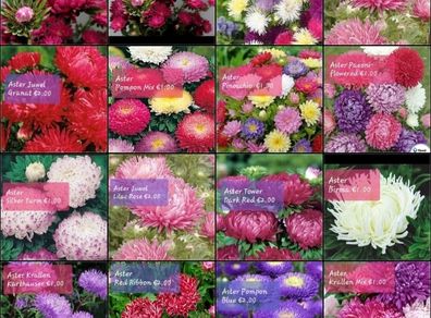 Aster seeds from 1 euro. over 15 different varieties