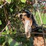 Nubian goat Buckling Image 2
