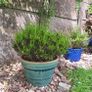 Beautiful Glazed Flower Pot with Heather Included Image 3