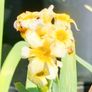 Outdoor plants for sale. Image 7