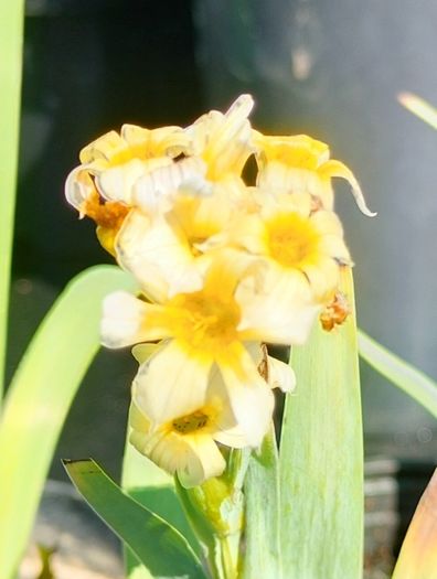 Outdoor plants for sale.