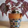 Begonia Autumn Embers in the ceramic pot Image 5