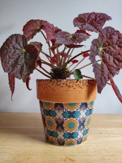 Begonia Autumn Embers in the ceramic pot