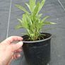 plants Image 4
