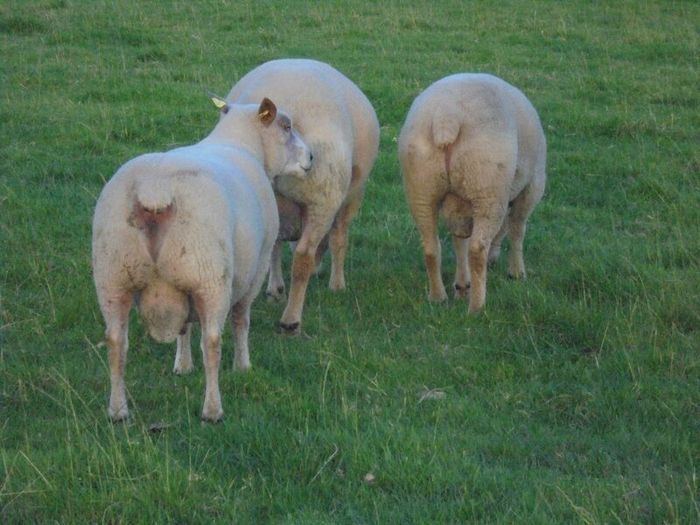 Charolais Ram.  Available.. Available.