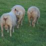 Charolais Ram.  Available.. Available. Image 8