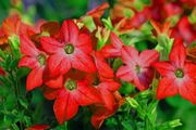 (N) Nicotiana Seeds Crimson Bedder Flowering Tobacco (602155)