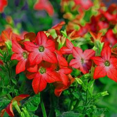 (N) Nicotiana Seeds Crimson Bedder Flowering Tobacco (602155)