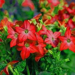(N) Nicotiana Seeds Crimson Bedder Flowering Tobacco (602155)