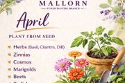 Seeds to plant in April from 1 euro