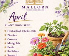 Seeds to plant in April from 1 euro