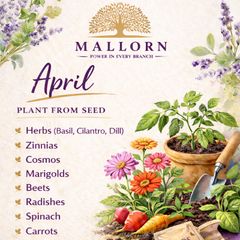 Seeds to plant in April from 1 euro