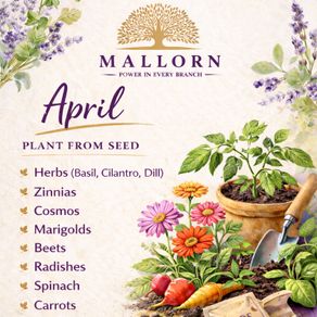 Seeds to plant in April from 1 euro