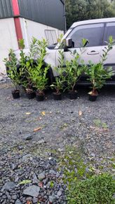 4 ft Laurel in 5 litre pot just 5 euro