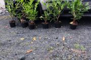 4 ft Laurel in 5 litre pot just 5 euro