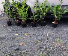 4 ft Laurel in 5 litre pot just 5 euro