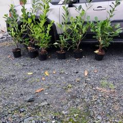4 ft Laurel in 5 litre pot just 5 euro