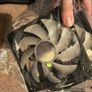 ARGB pc fans 12cm x2 Image 2