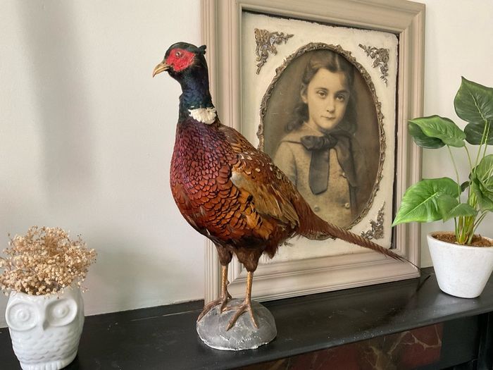 Taxidermy of a ringneck Pheasant