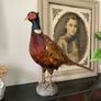 Taxidermy of a ringneck Pheasant Image 4