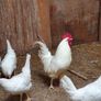 Hens/pullets Image 7