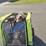 dog trailer Image 4