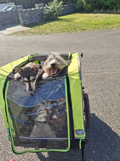 dog trailer