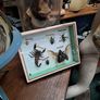 Vintage Taxidermy Image 3