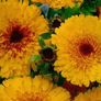 (C) Calendula Prinzess Golden Black seeds 1g (150s) (415700) Image 3