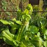 plants Image 7