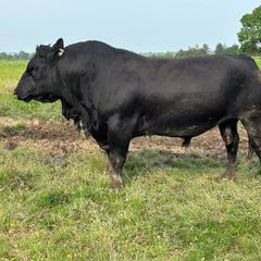 3yr Old Organic Angus Stock Bull
