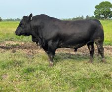 3yr Old Organic Angus Stock Bull