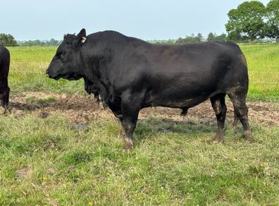3yr Old Organic Angus Stock Bull