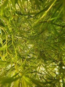 Floating Aquarium Plant - Guppy Grass (Najas)