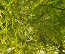 Floating Aquarium Plant - Guppy Grass (Najas)