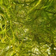 Floating Aquarium Plant - Guppy Grass (Najas)