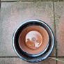 Pot Image 2