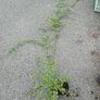 plants Image 3
