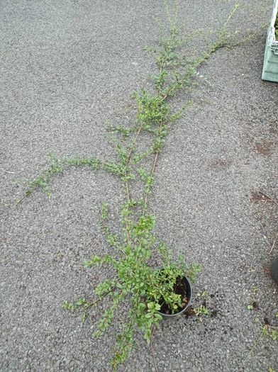 plants