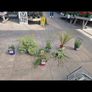 outdoor plants Image 4