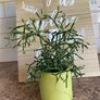 Cactus for sale -Hatiora salicornioides Britton & Rose Image 5