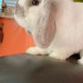 Mini Lop Image 2