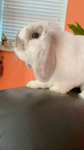 Mini Lop